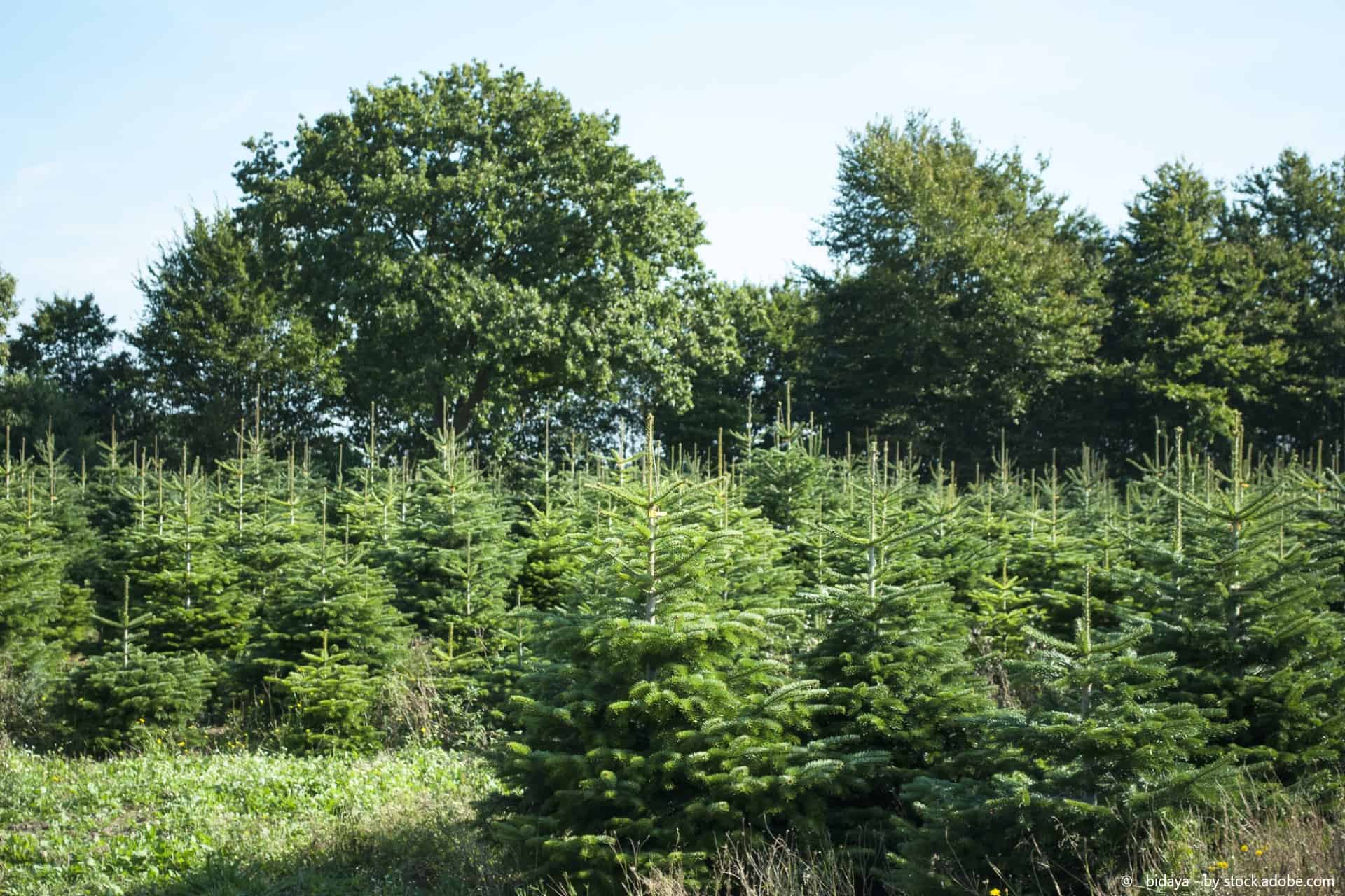 Dieses Jahr wird der Tannenbaum selbst geschlagen!