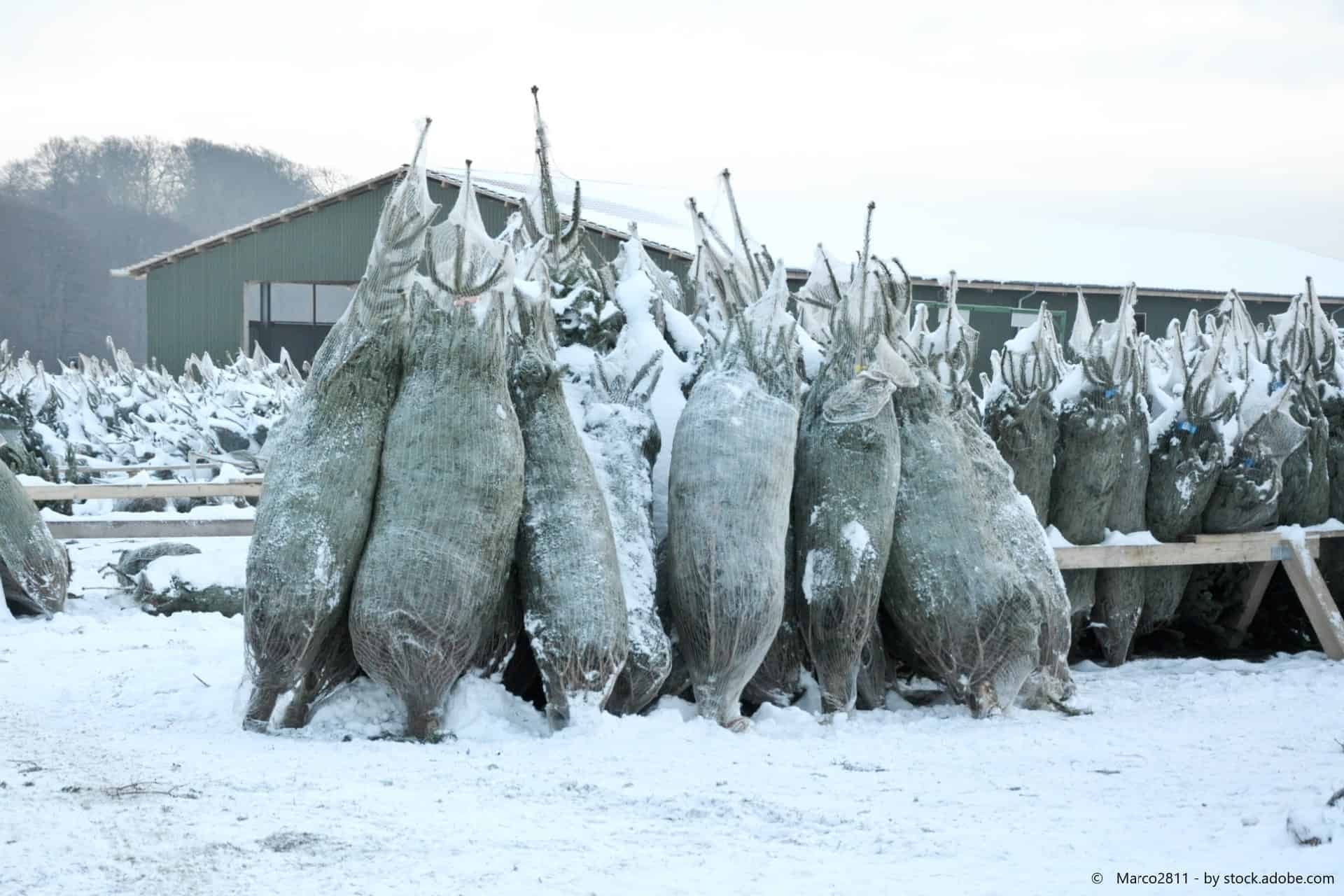 Tannenbaum selbst schlagen Was der Trend mit sich bringt!